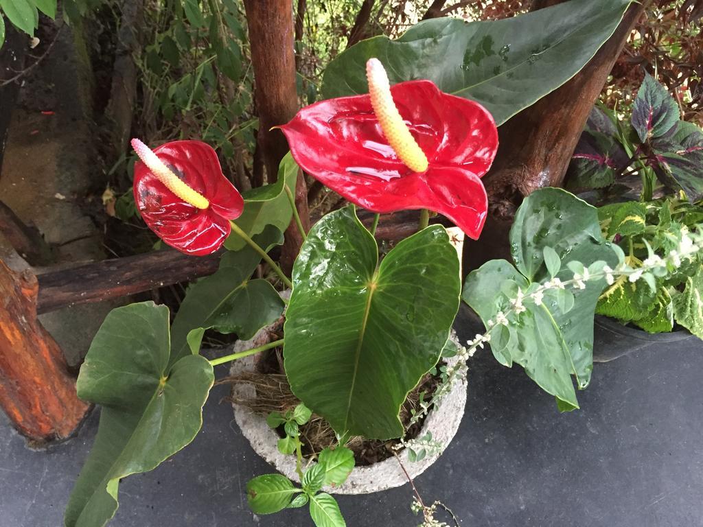 Chamodya Home Stay Ella Ngoại thất bức ảnh